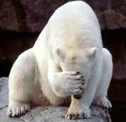 polar-bear-hiding-face.webp
