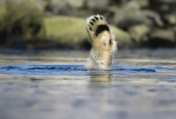 polar bear.webp