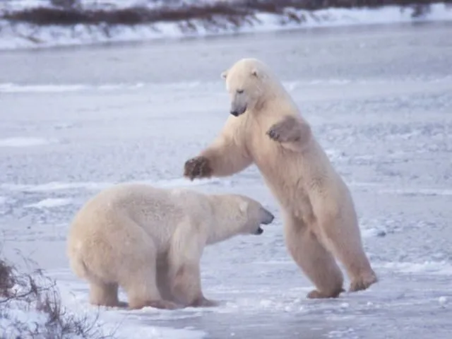 polarbear39l.webp