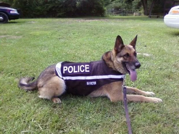 police-dog.webp