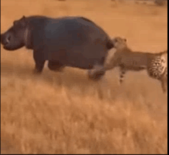 poop spray 2 shorts ut.gif