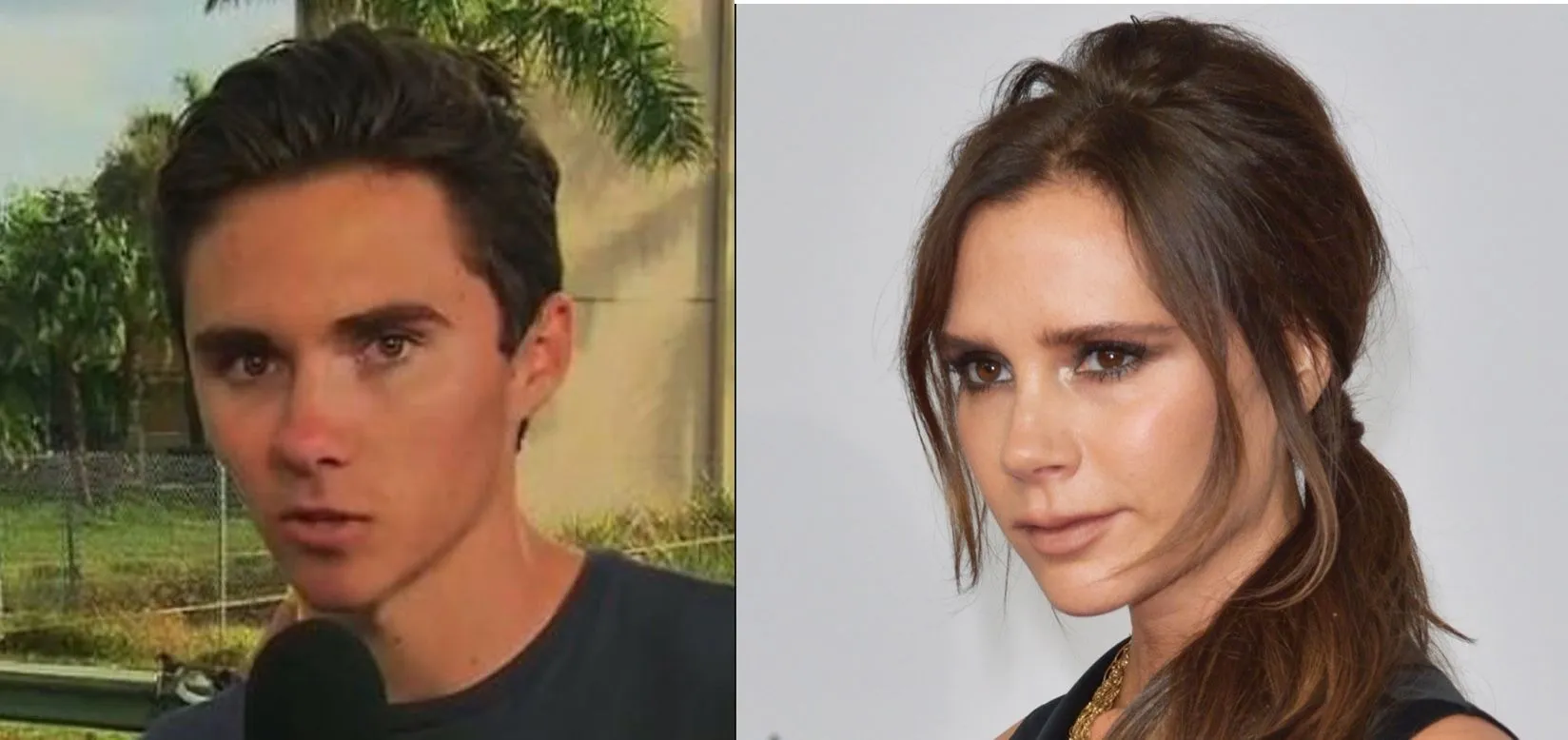 Posh-Hogg.webp