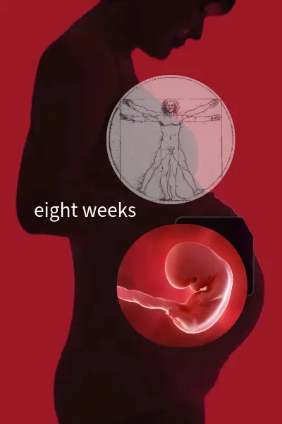 Pregnant fetus DaVinci.webp