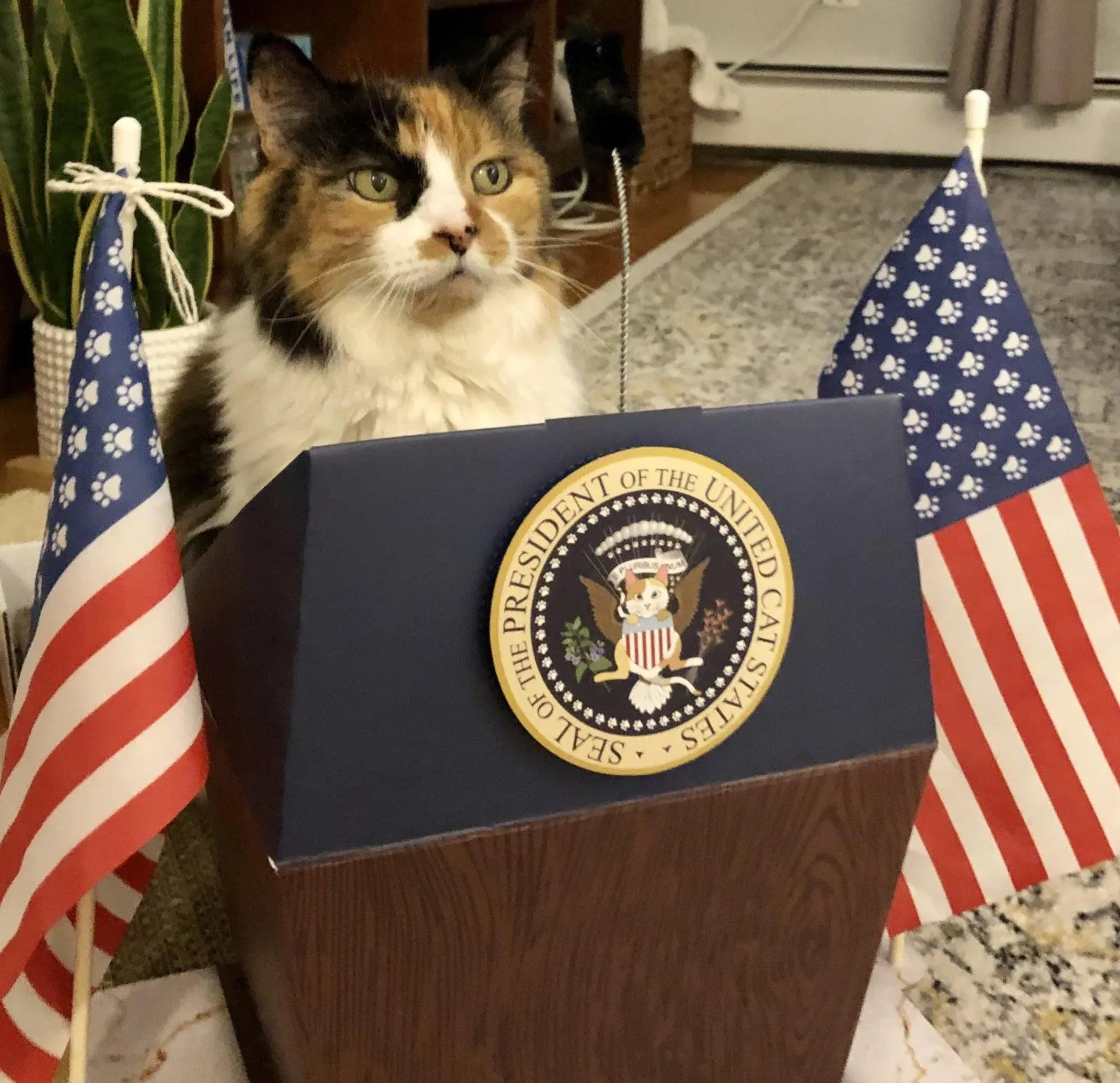 President Cat.webp