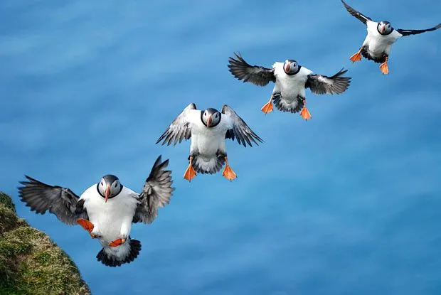 puffins_1734849i.webp