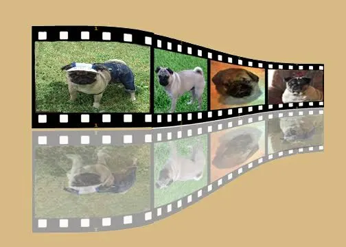 pugsonfilm.webp