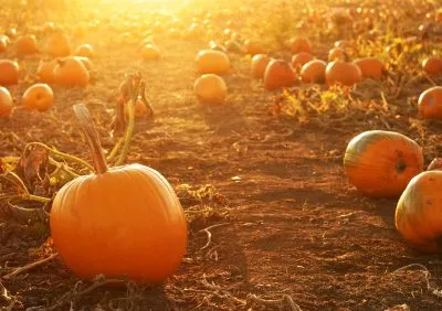 pumpkin-patch-1[1].webp