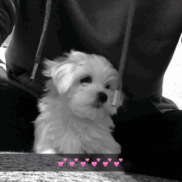 pup.gif