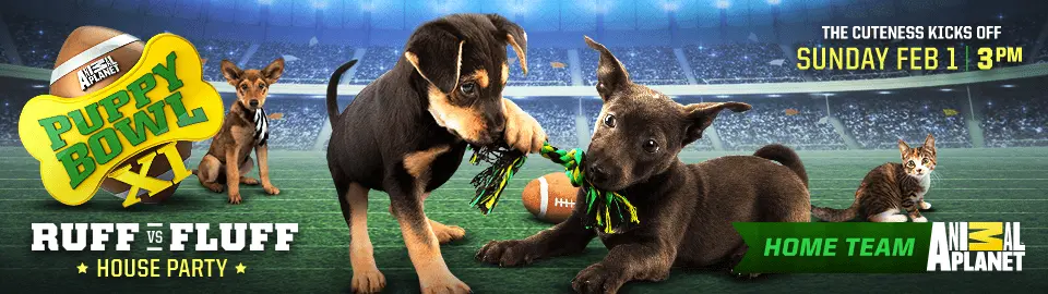 puppy-bowl.webp