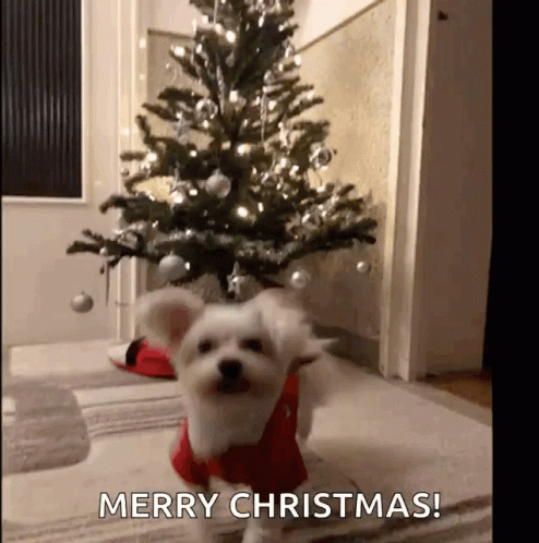 puppy-cute.gif