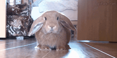 rabbit runaway (1).gif