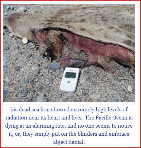 radiated sea lions.webp