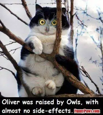 raised by owls.webp
