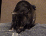 rat.gif