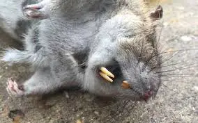 rat.webp