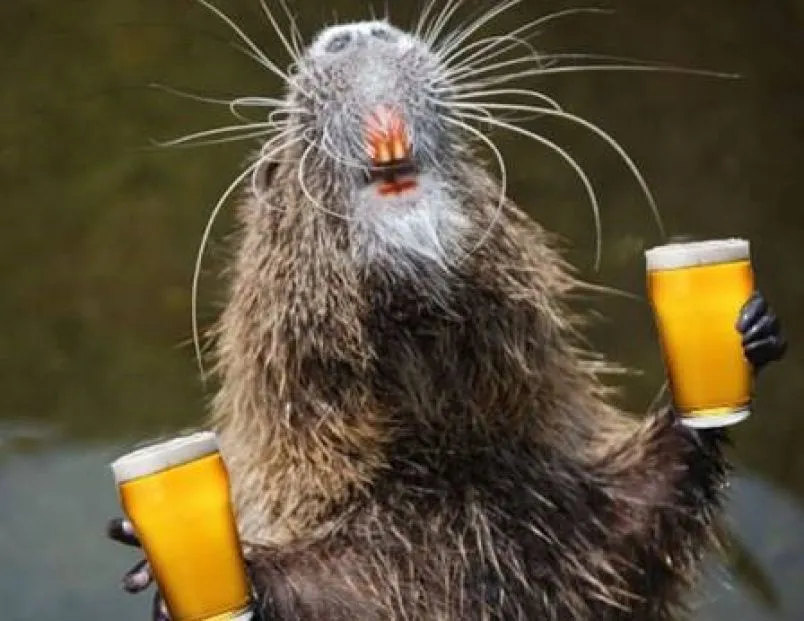 rats-drinking-alcohol.webp