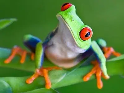 red-eye-tree-frog.webp