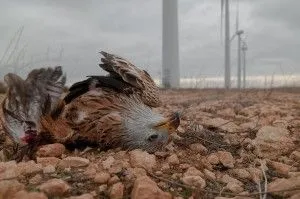 Red-kite-with-broken-wing-awaiting-slow-death-under-wind-turbine-–-courtesy-of-GURELUR-300x199.webp