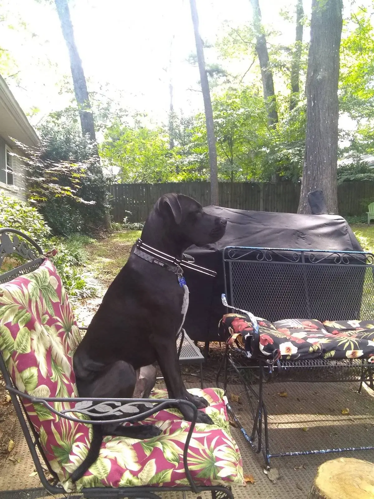 Regal Roscoe.webp