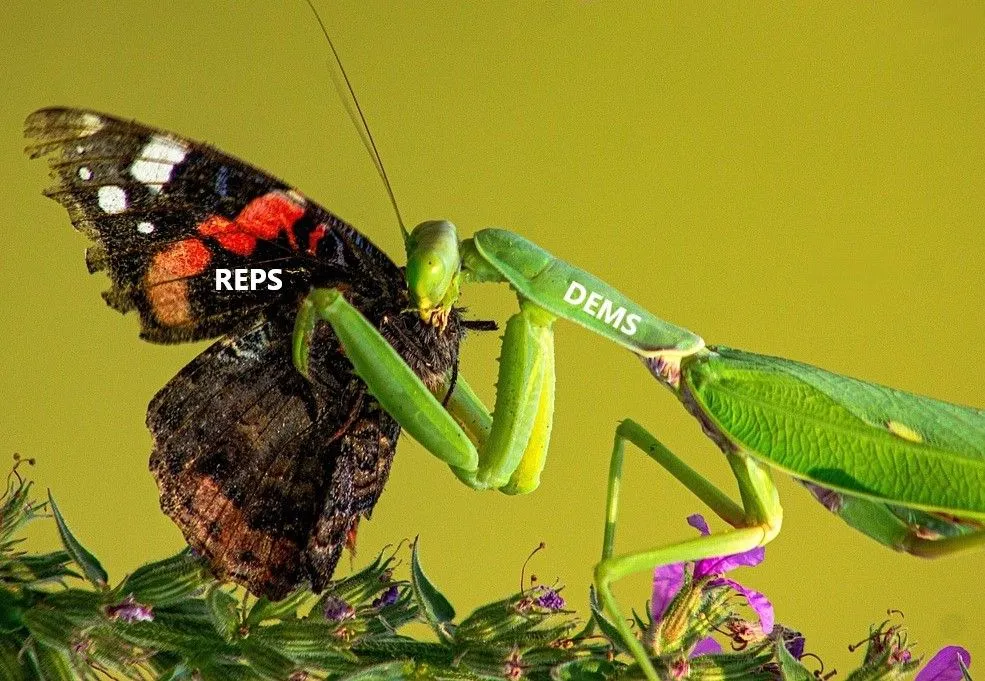 reps dems butterly.webp