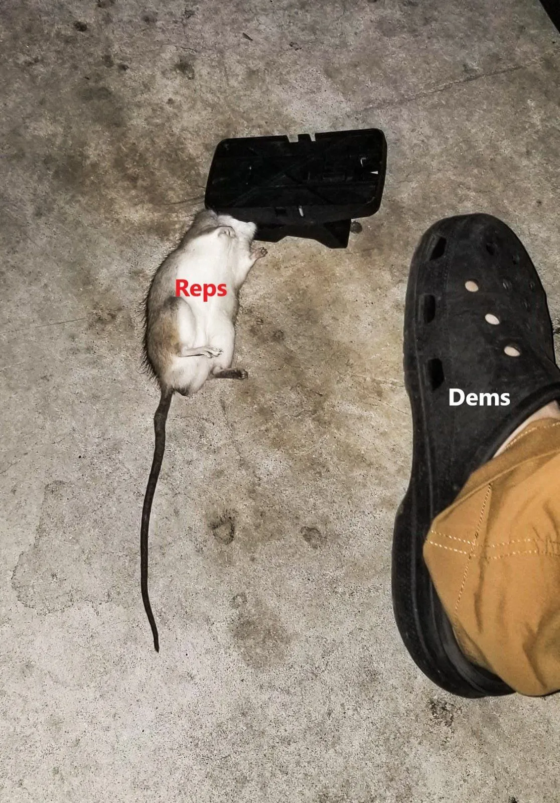 reps dems rat.jpg
