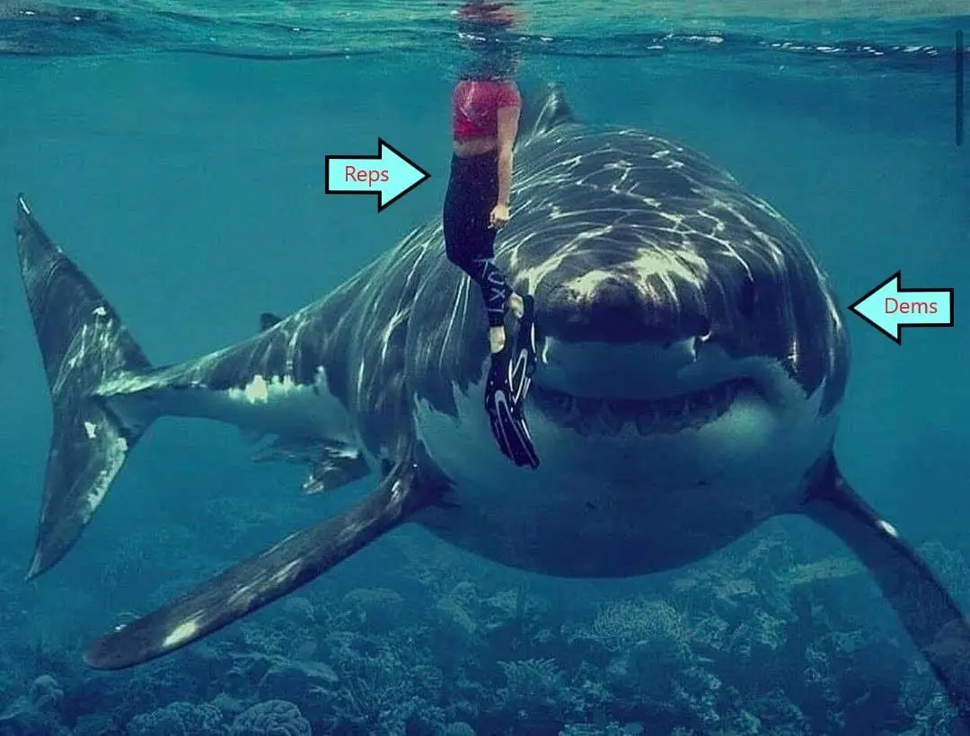 reps dems shark.webp