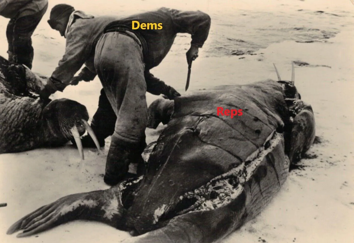 reps dems walrus.webp