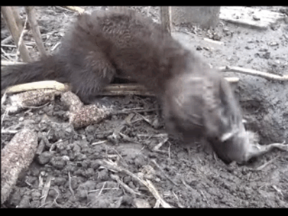 reps mink 4.96 f.gif