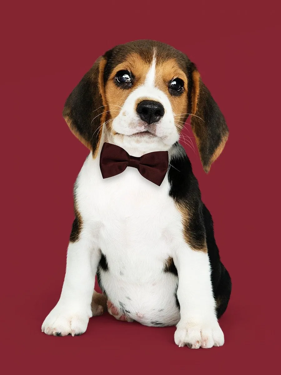 s69-ted1507-jj-00014-02.webp