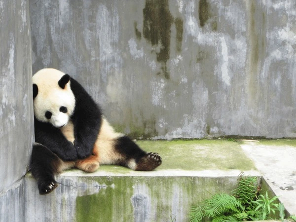 sad-lonely-sleeping-panda-bear-600nw-1565814979.webp