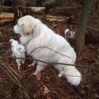 Safest goats in town.webp