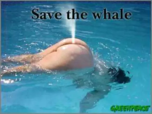 Save-The-Whales-352.webp