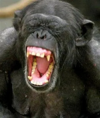 screaming-chimp.webp