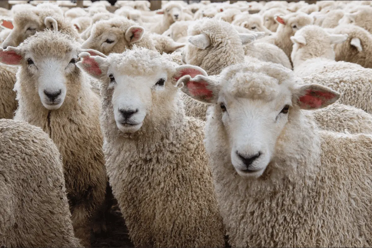 Screen Shot 2020-03-31 at 1.02.01 AM.webp