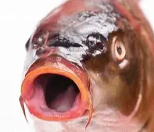 Screen Shot 2021-09-11 at 7.45.46 AM.webp