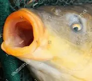 Screen Shot 2021-10-19 at 5.16.25 PM.webp