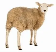 Screen Shot 2022-01-23 at 10.34.41 AM.webp