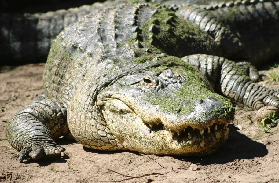 Screen Shot 2022-09-17 at 6.06.01 PM.png