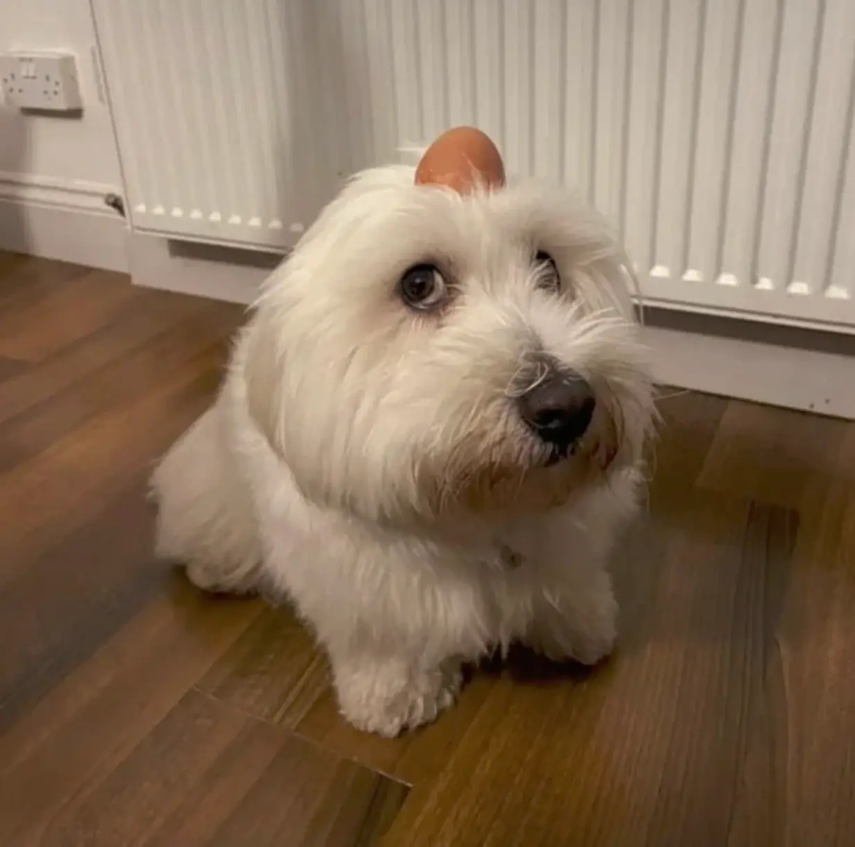 Screen Shot 2025-04-15 at 8.19.22 PM.webp