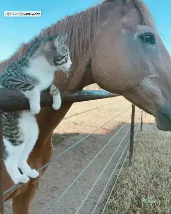 Screen Shot 2025-09-30 at 7.08.59 PM.webp