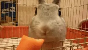 Screenshot 2021-08-25 9.43.34 PM.webp