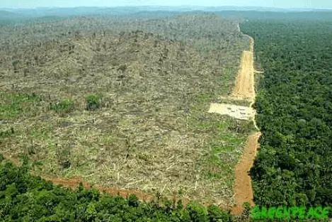 Screenshot_2020-11-21 tragedy ofthe commons Haiti - Google Search(1).webp