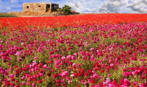 Screenshot_2020-11-22 Flowers Foreshadow the Messiah's Return .webp