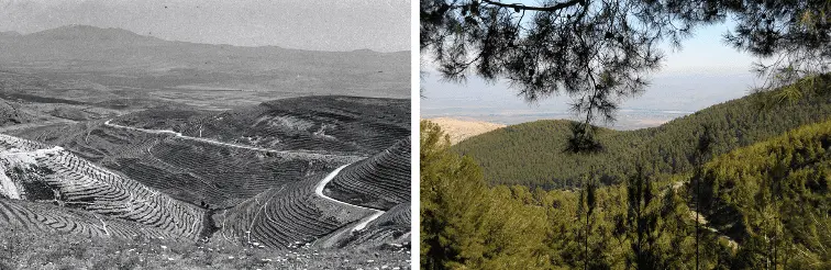 Screenshot_2020-11-22 Israeli Forests on Fire The Political History of Pine Trees in Palestin...webp
