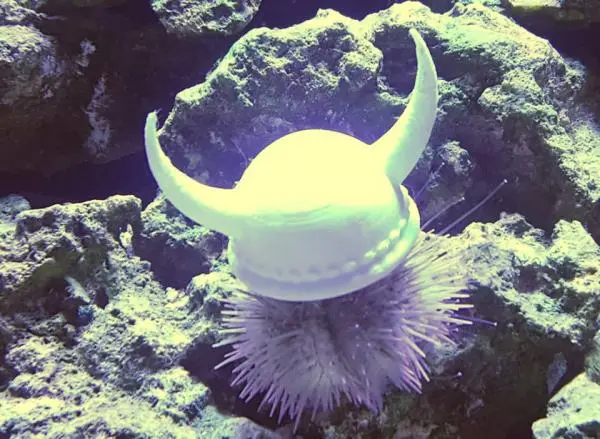 sea-urchin.jpg