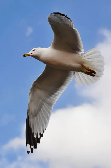 Seagull_in_flight_by_Jiyang_Chen.webp