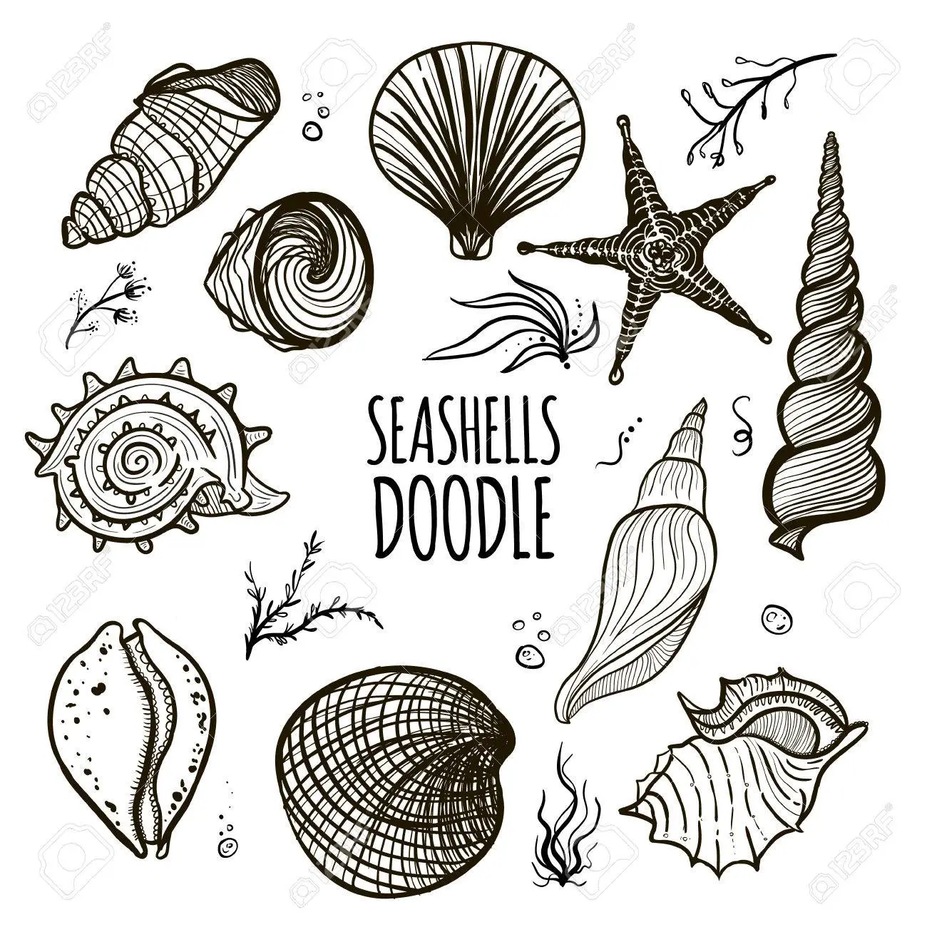 seashells.webp