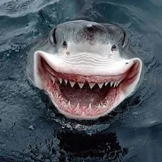 shark.webp