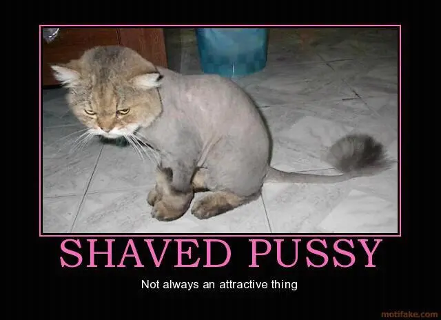 shaved.webp