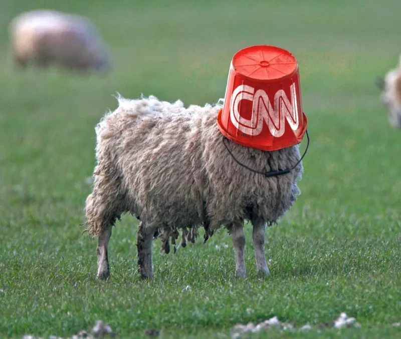 sheep cnn.webp